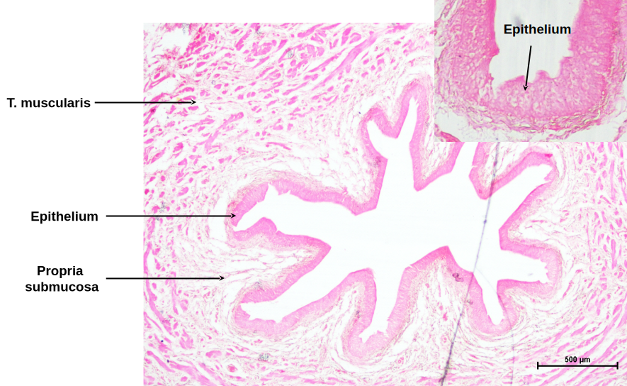 Ureter 2
